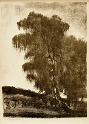 Birches